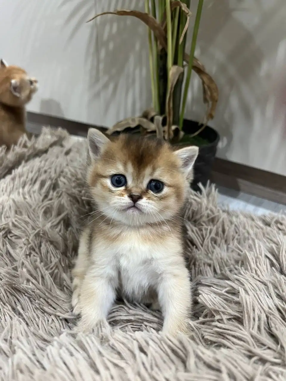 Продажа котят от британки и шиншилл - Кошки (Животные) в Саратов