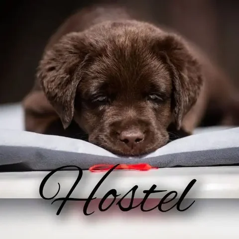 Домашняя гостиница для животных в Саратове - Услуги для животных в Саратов