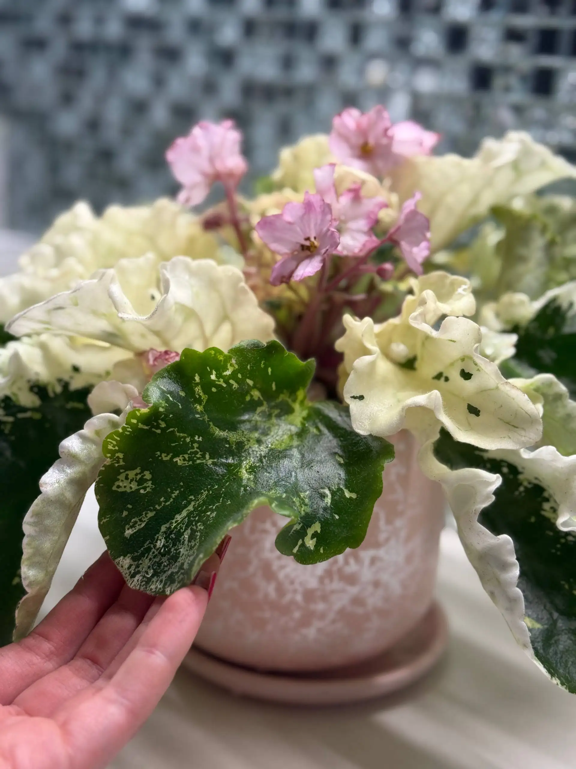 Продажа комнатных растений: бегонии, фиалки, замиокулькасы, колеус - Растения (Барахолка) в Саратов