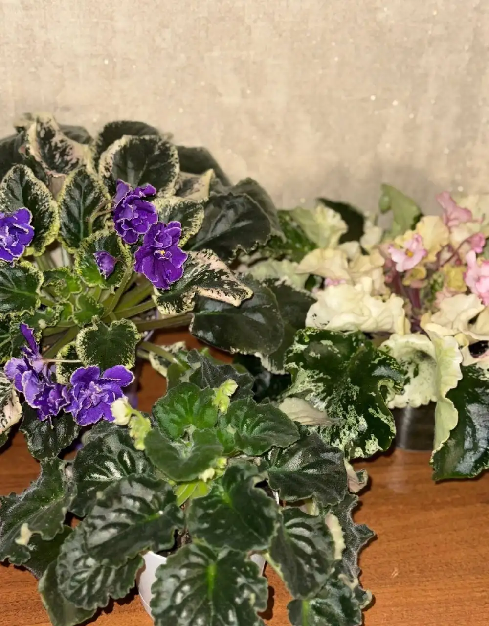 Продажа комнатных растений: бегонии, фиалки, замиокулькасы, колеус - Растения (Барахолка) в Саратов