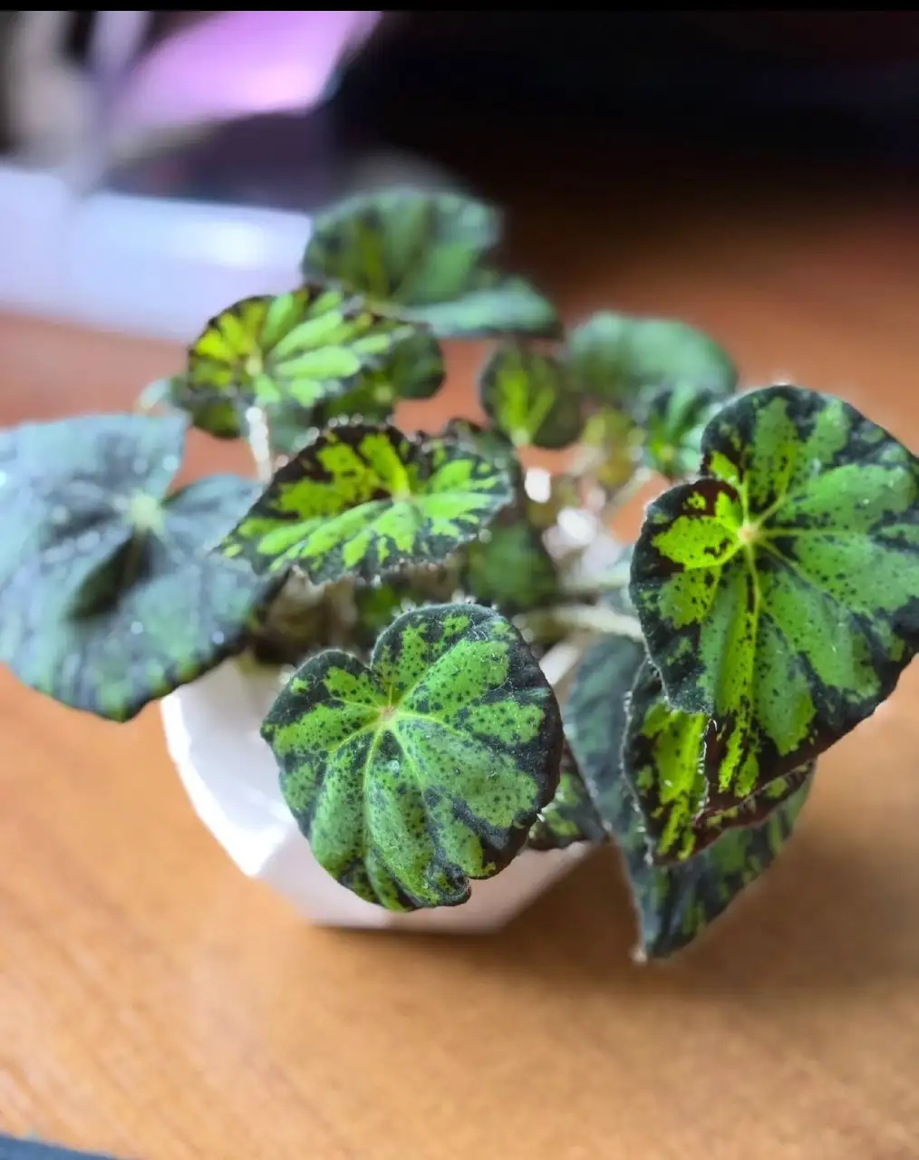 Продажа комнатных растений: бегонии, фиалки, замиокулькасы, колеус - Растения (Барахолка) в Саратов