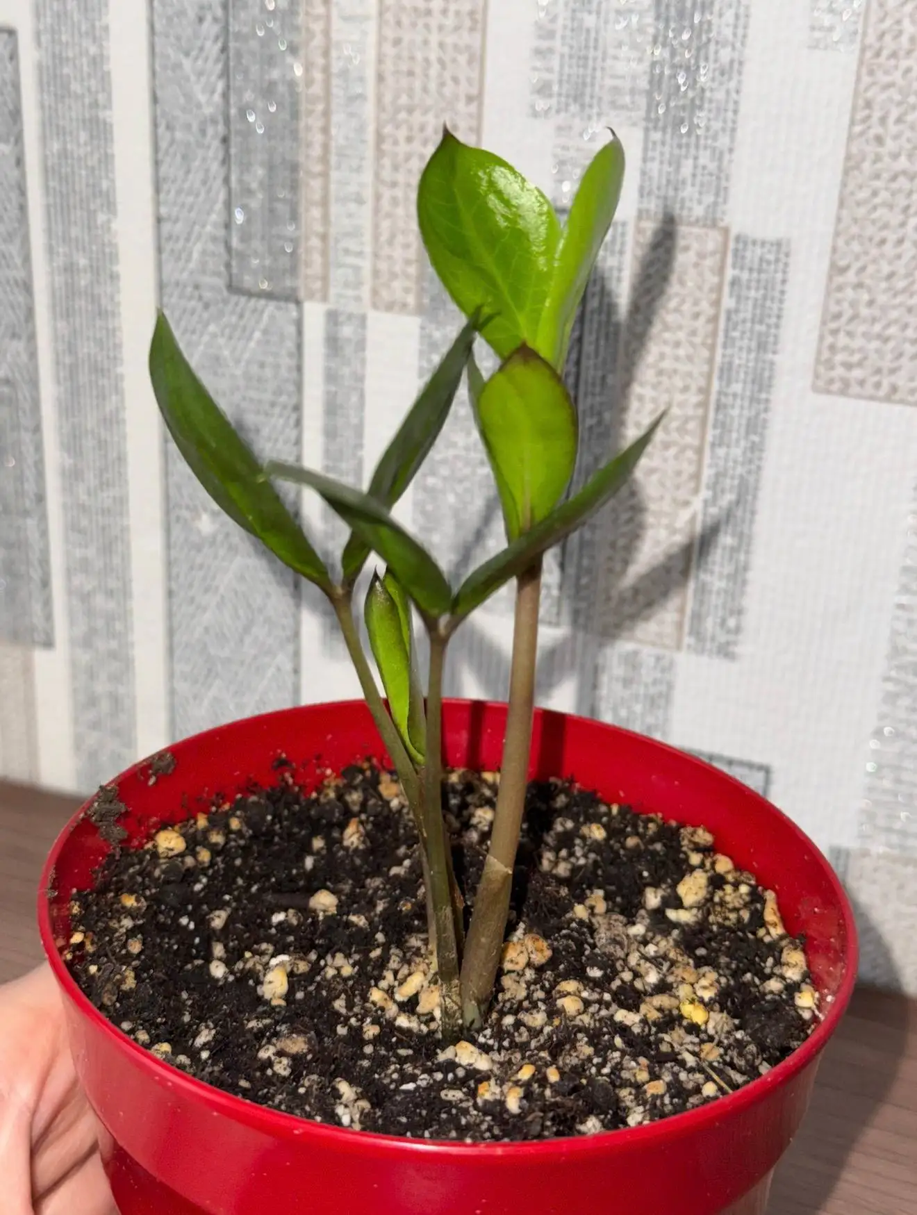 Продажа комнатных растений: бегонии, фиалки, замиокулькасы, колеус - Растения (Барахолка) в Саратов