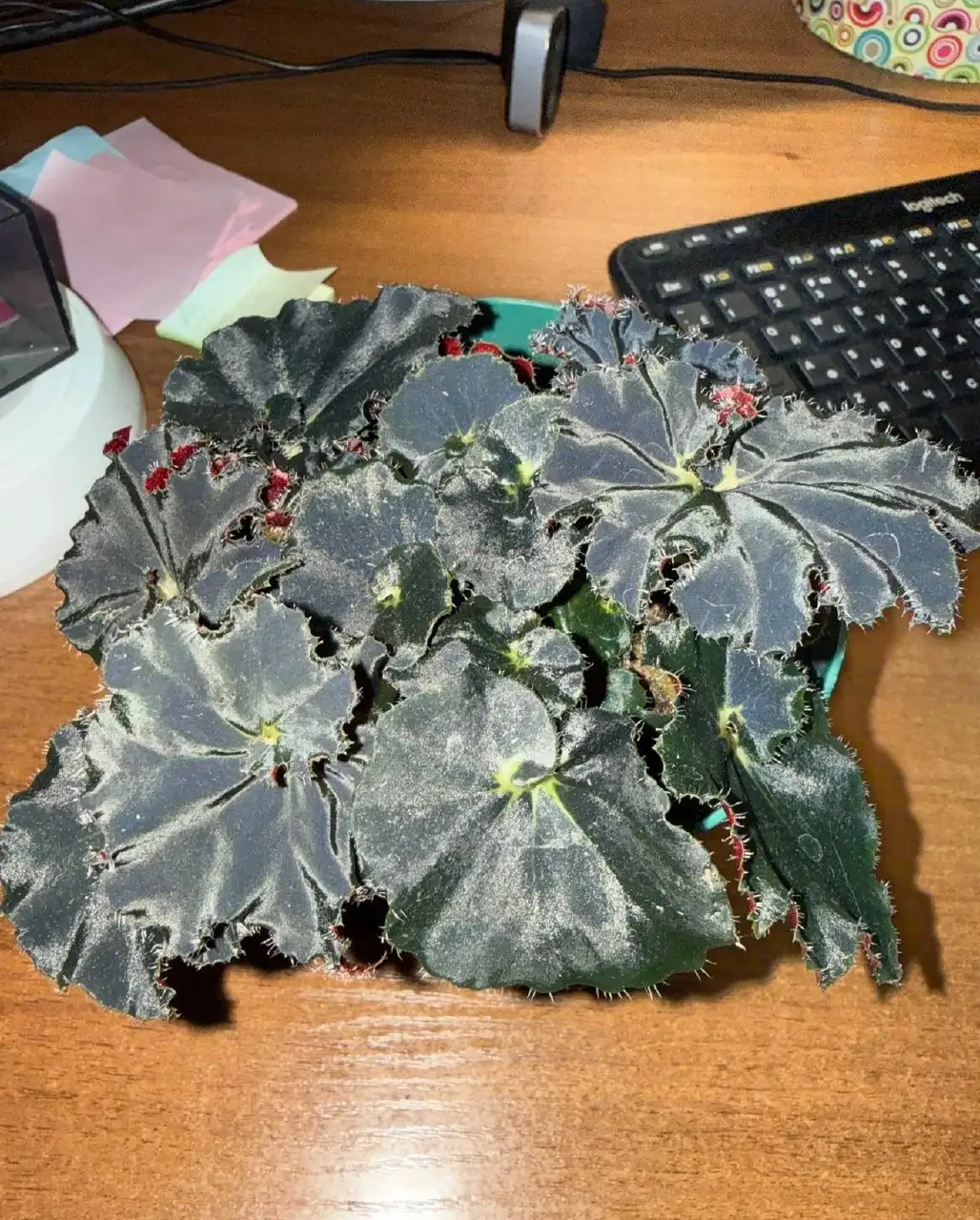 Продажа комнатных растений: бегонии, фиалки, замиокулькасы, колеус - Растения (Барахолка) в Саратов