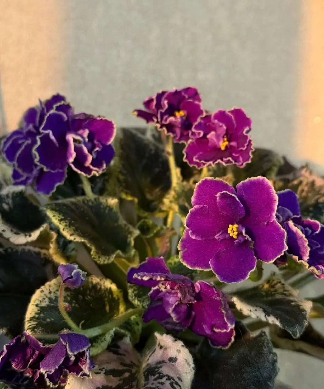 Продажа комнатных растений: бегонии, фиалки, замиокулькасы, колеус - Растения (Барахолка) в Саратов