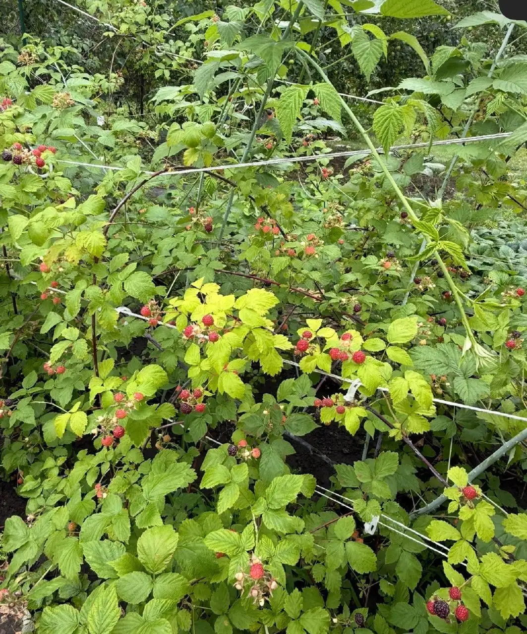 Излишки кустиков ежемалины - Растения (Барахолка) в Саратов