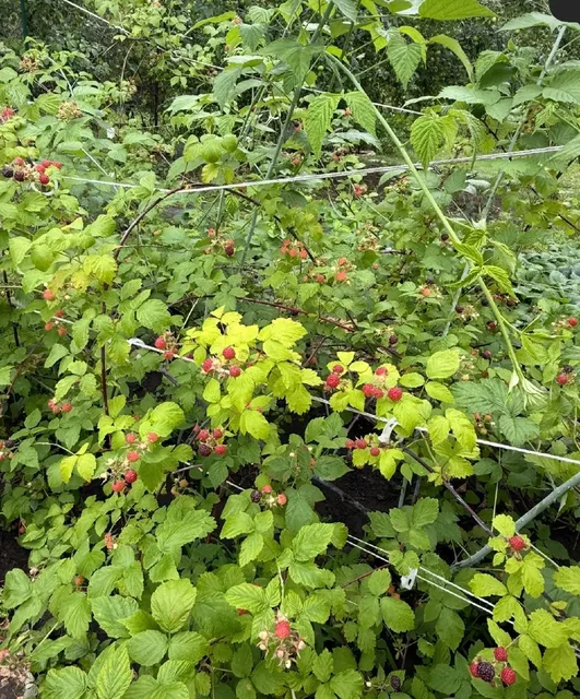 Излишки кустиков ежемалины - Офисное оборудование в Саратов
