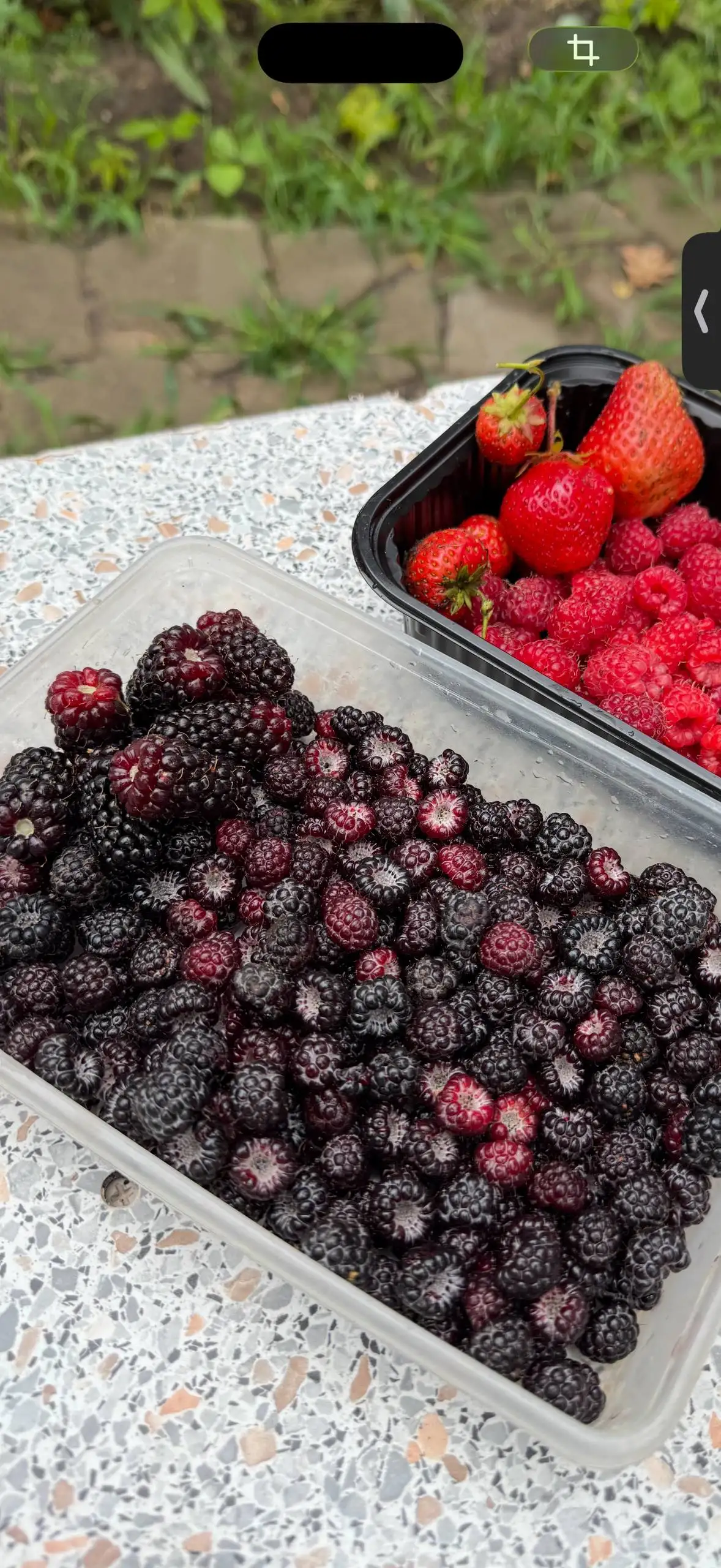 Излишки кустиков ежемалины - Растения (Барахолка) в Саратов