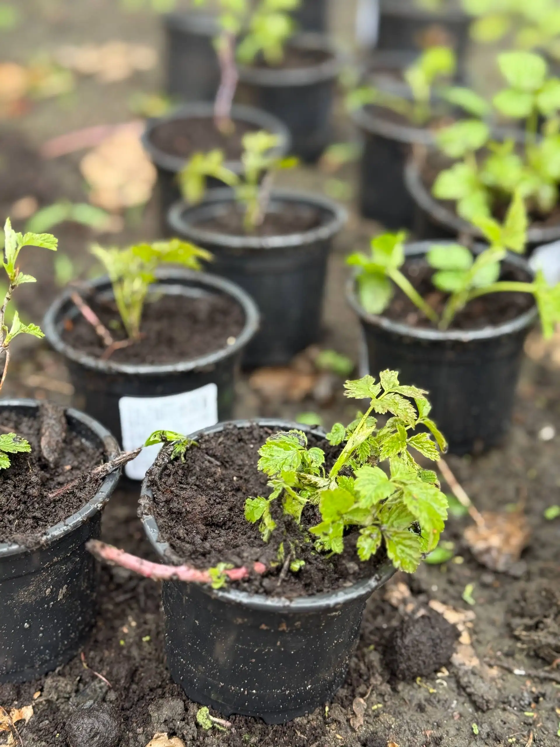 Излишки кустиков ежемалины - Растения (Барахолка) в Саратов