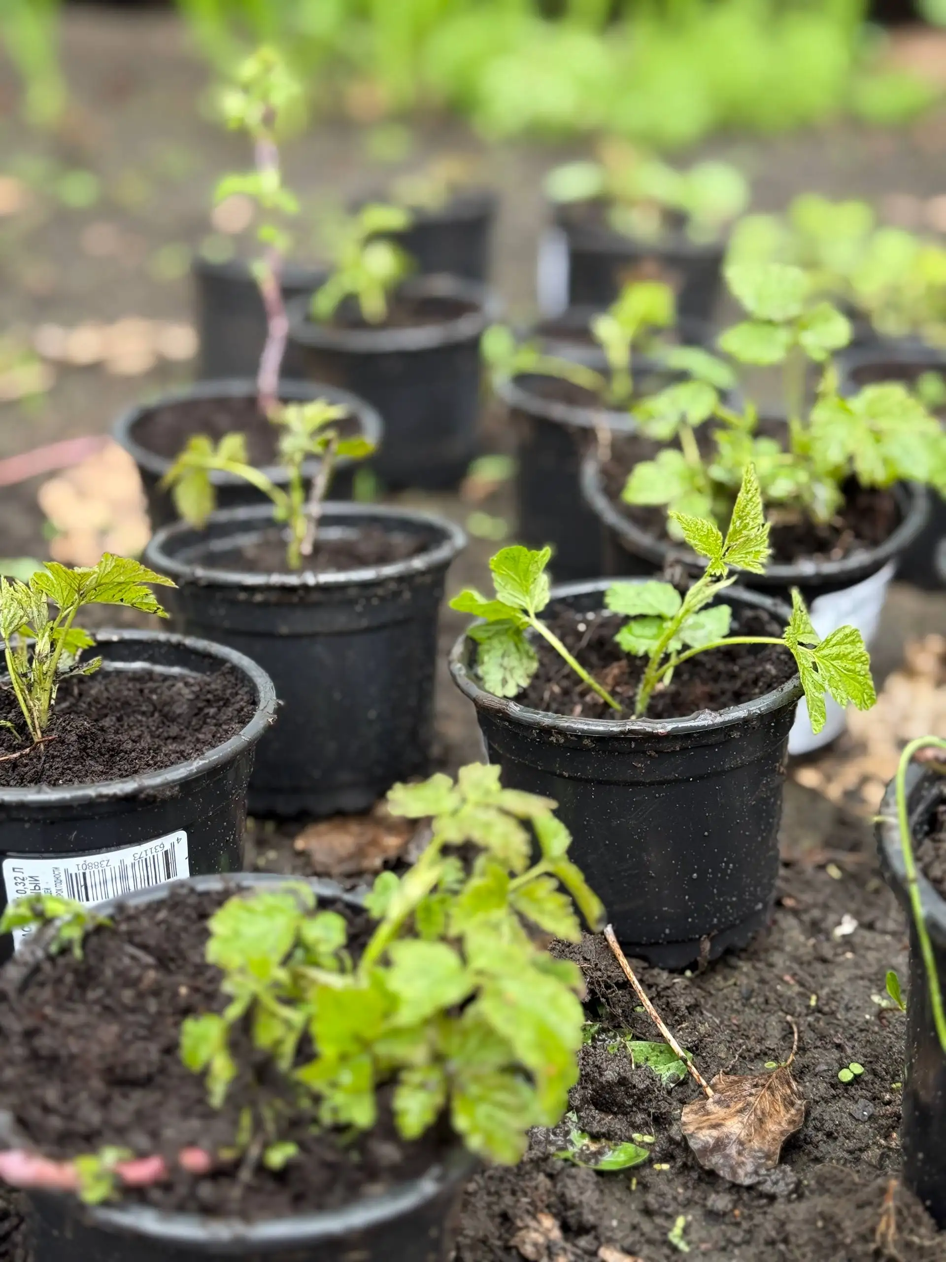 Излишки кустиков ежемалины - Растения (Барахолка) в Саратов