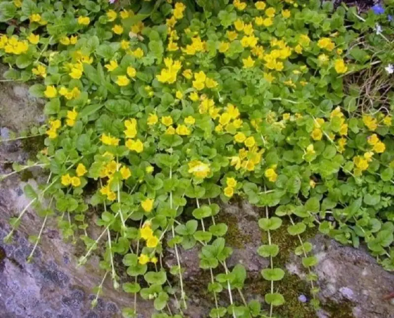 Готовый набор для желтой клумбы: вербейник и очиток - Растения (Хобби и отдых) в Саратов