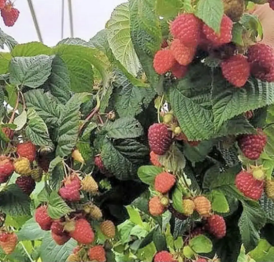 Продажа саженцев малины и рассады клубники - Садоводство (Хобби и отдых) в Саратов