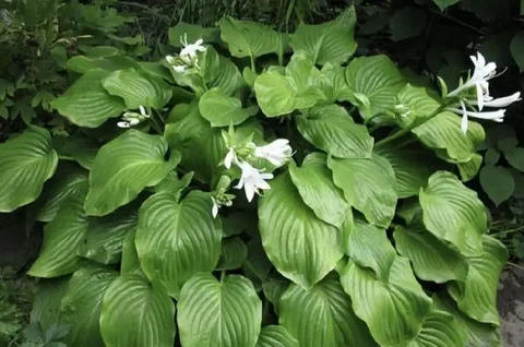 Продажа хосты - Садовые растения в Саратов