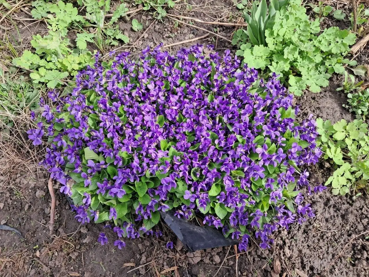 Продажа первоцветов фиалки душистой (Кенигин Шарлотта) - Растения (Хобби и отдых) в Саратов