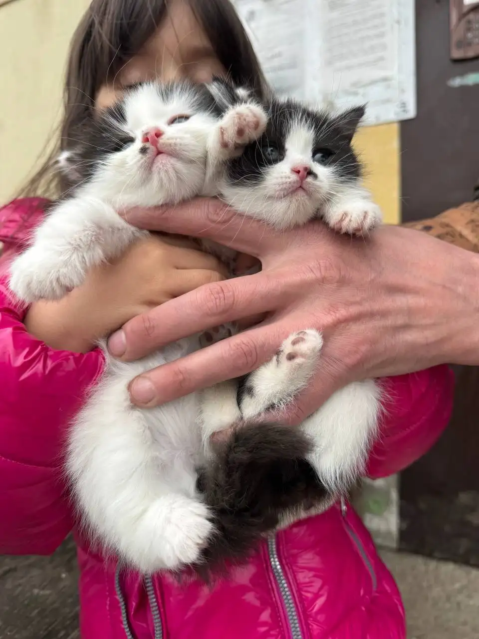 Котята в добрые руки - Животные в Саратов