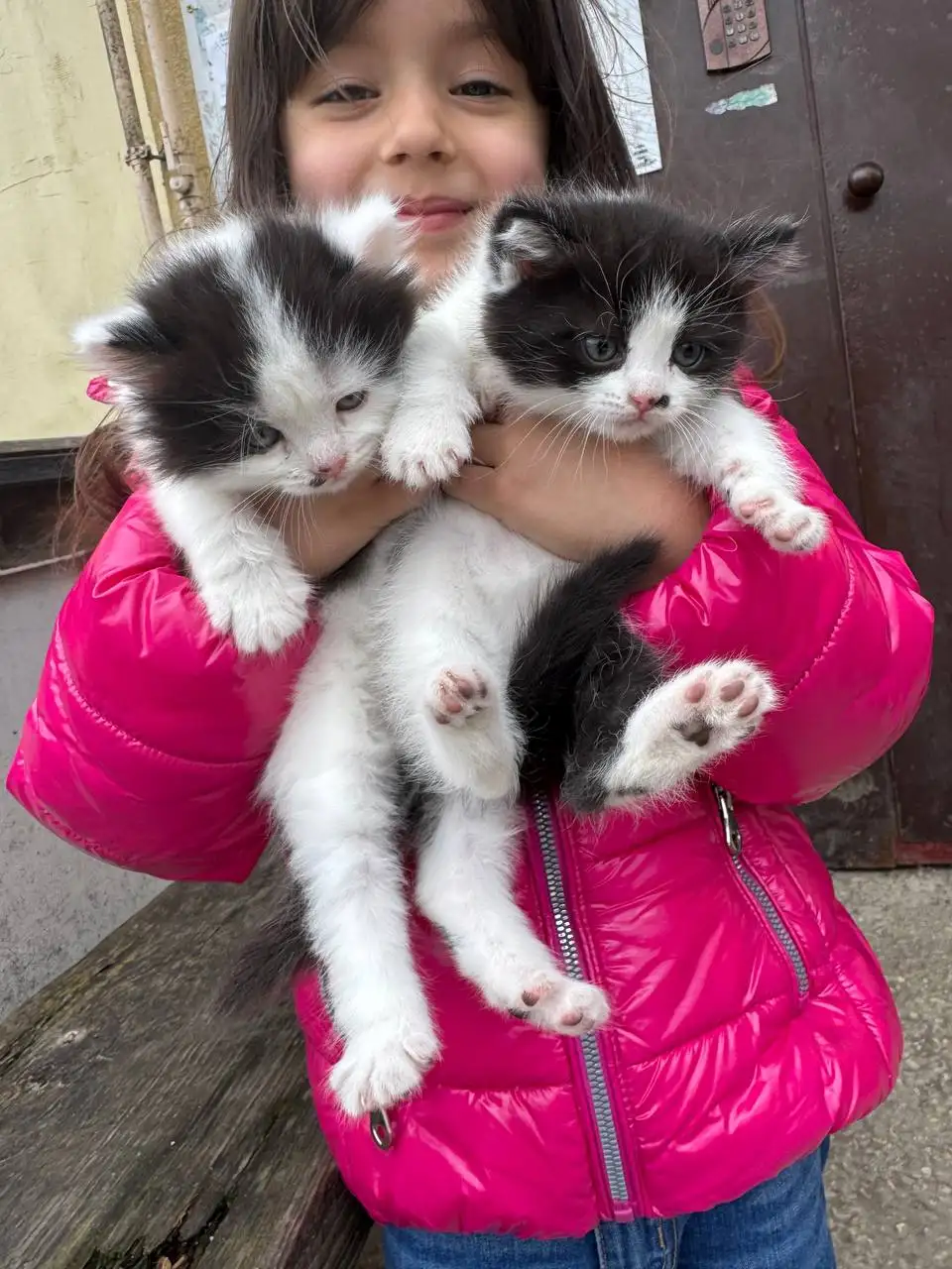 Котята в добрые руки - Животные в Саратов