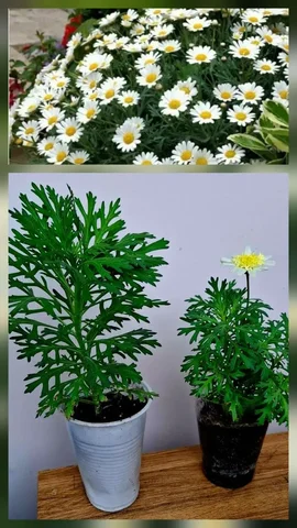 Продам аргерантерум белый - Цветы в Саратов