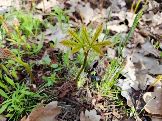 Продам пророщенные каштаны - null в Саратов