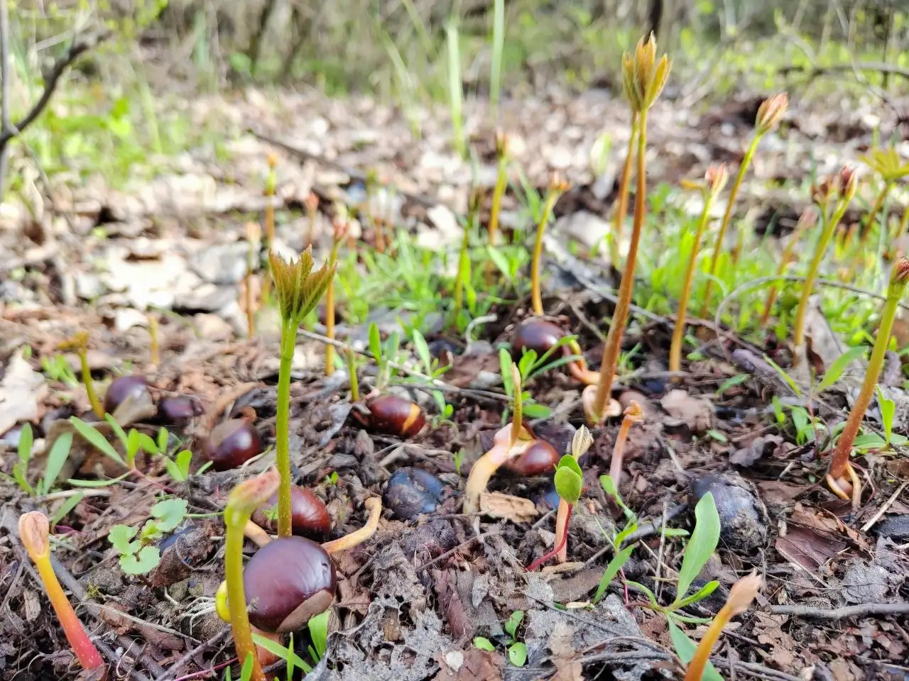 Продам пророщенные каштаны - Барахолка в Саратов