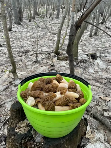 Продажа свежесобранных сморчков - null в Саратов