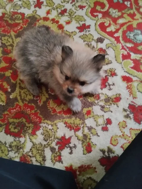 Продам щенят мини шпица - Благотворительность для животных в Саратов