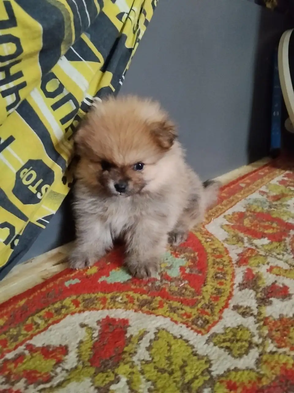 Продам щенят мини шпица - Собаки (Животные) в Саратов