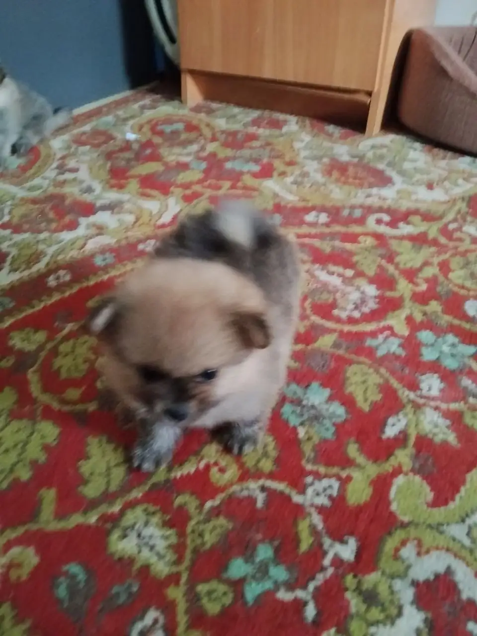 Продам щенят мини шпица - Собаки (Животные) в Саратов