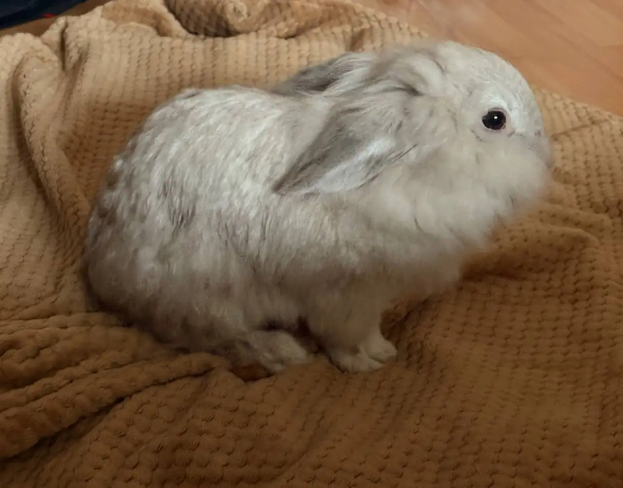 Отдам декоративного кролика бесплатно - Животные в Саратов