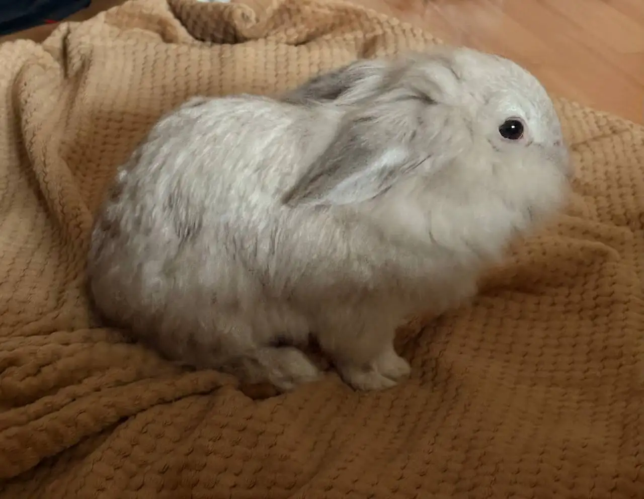 Отдам за бесплатно - Барахолка в Саратов