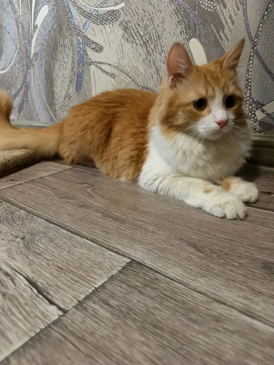 Кошка ищет дом - Животные в Саратов