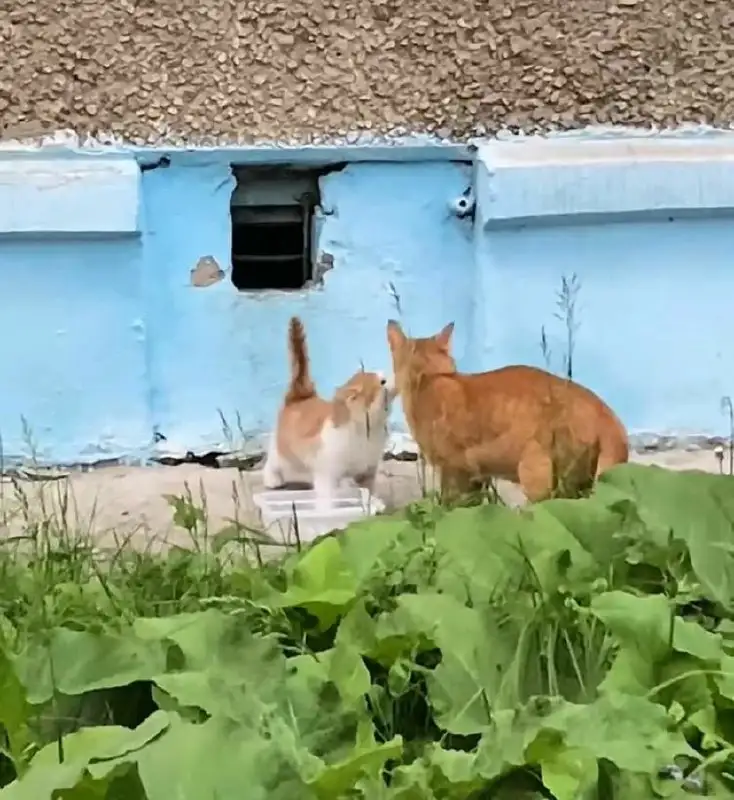 Пристройство кошки с котятами - Пристройство животных (Животные) в Саратов