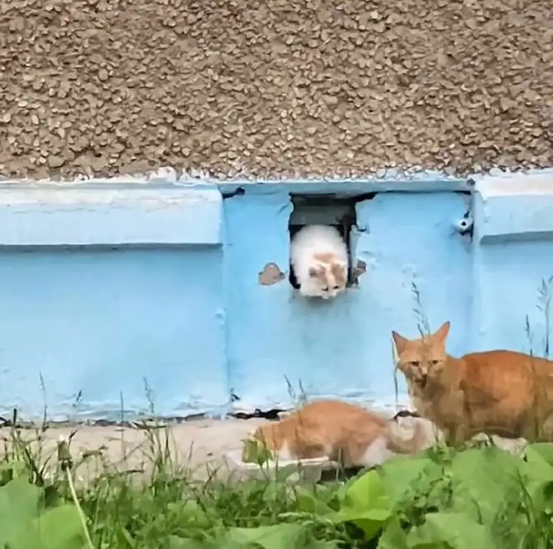 Пристройство кошки с котятами - Пристройство животных (Животные) в Саратов