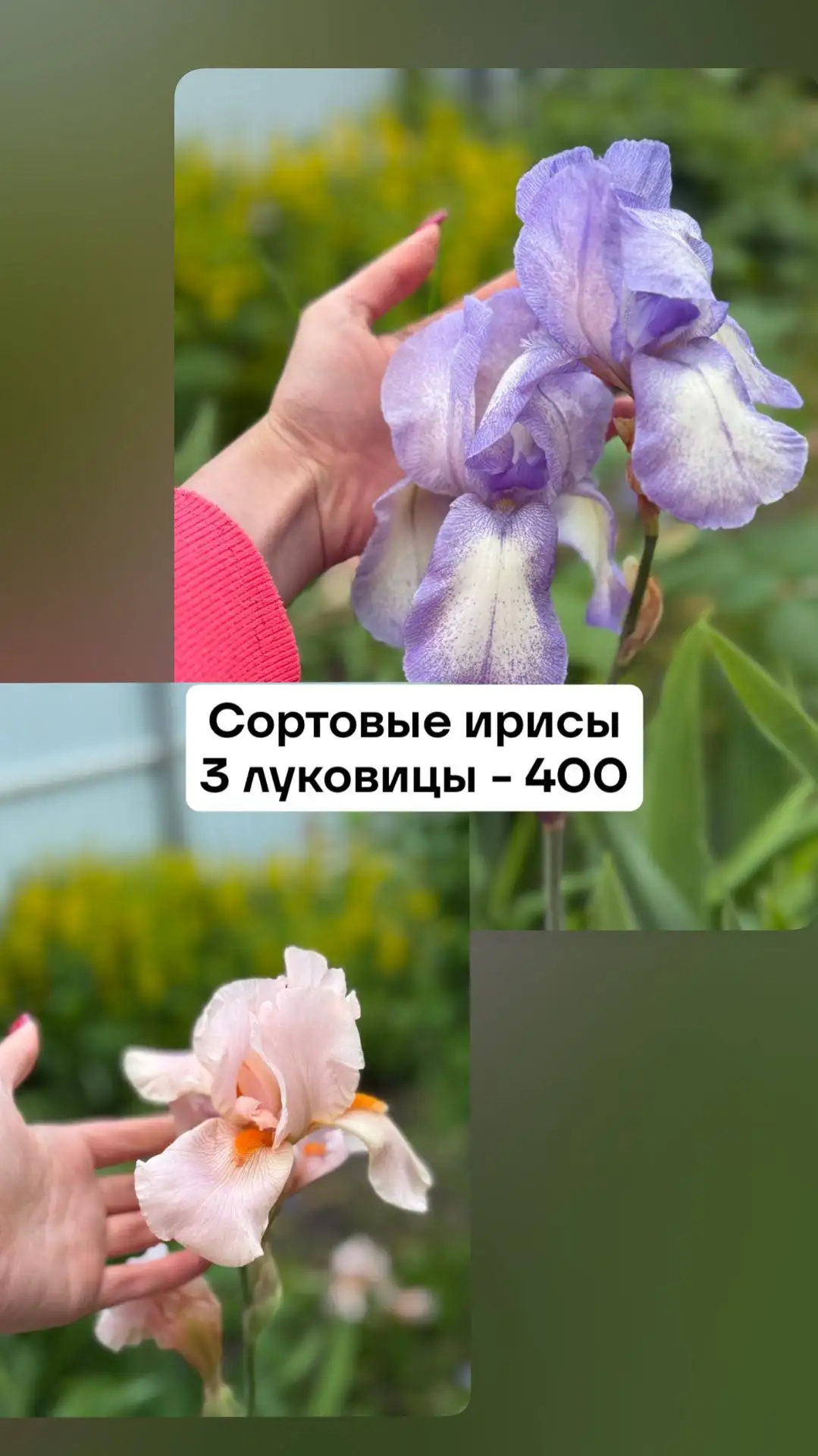 Большой выбор плодовых и декоративных культур с дачного участка - Саженцы (Для дома и дачи) в Саратов