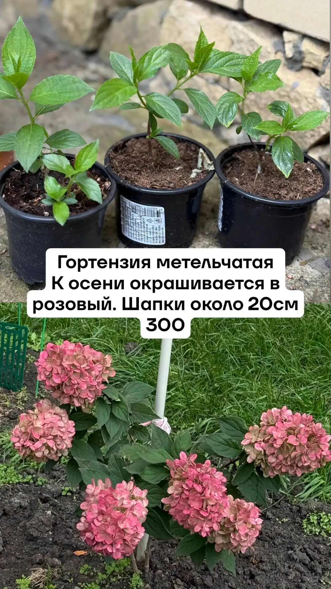 Большой выбор плодовых и декоративных культур с дачного участка - Саженцы (Для дома и дачи) в Саратов