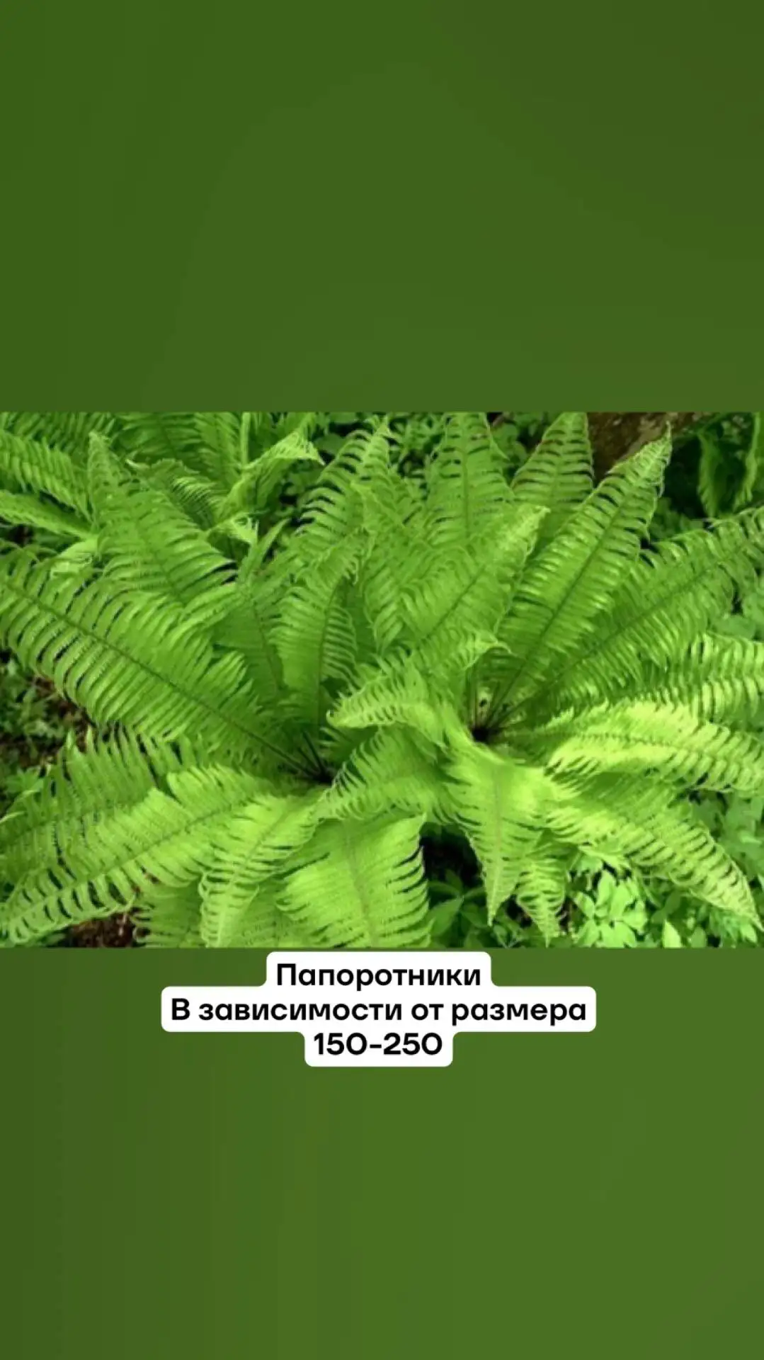 Большой выбор плодовых и декоративных культур с дачного участка - Саженцы (Для дома и дачи) в Саратов