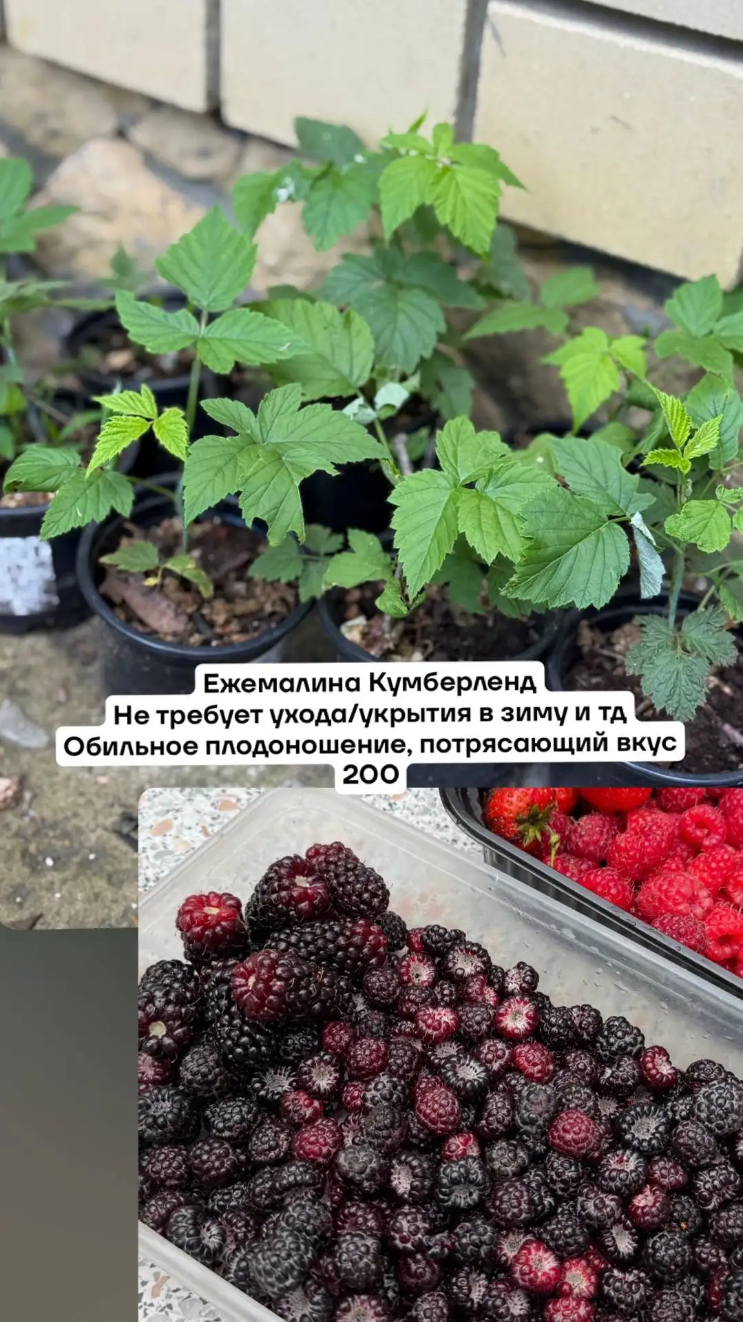Большой выбор плодовых и декоративных культур с дачного участка - Саженцы (Для дома и дачи) в Саратов