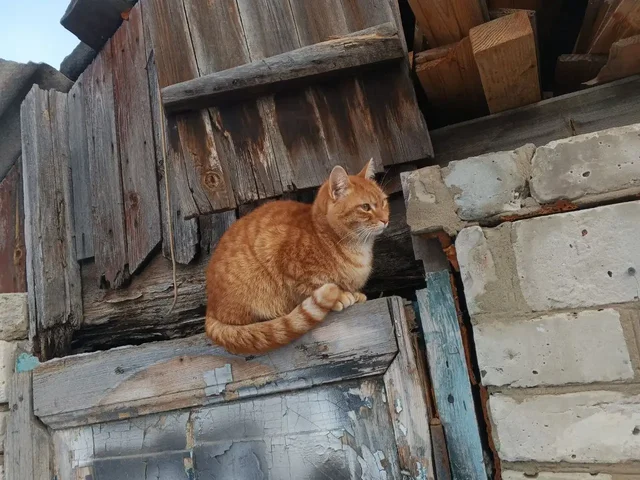Отдам в добрые руки кошечку (рыжий окрас) - Животные в Саратов