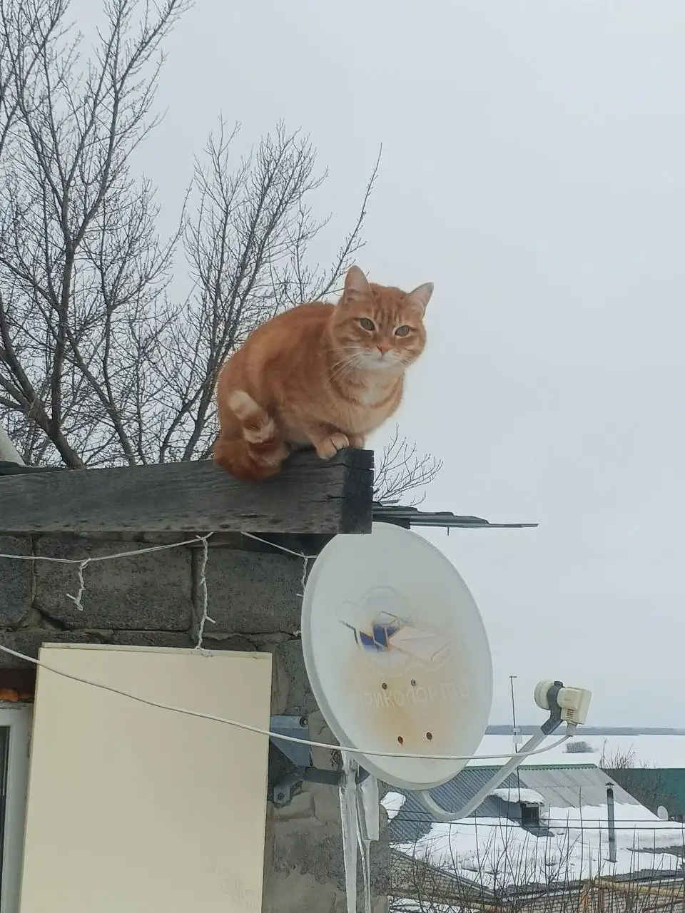 Отдам в добрые руки кошечку (рыжий окрас) - Кошки (Животные) в Саратов