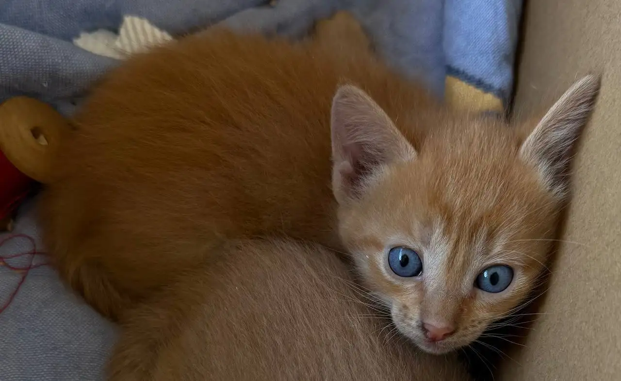 Срочно ищет дом рыжая голубоглазая девочка, 1,5 месяца - Кошки (Животные) в Саратов