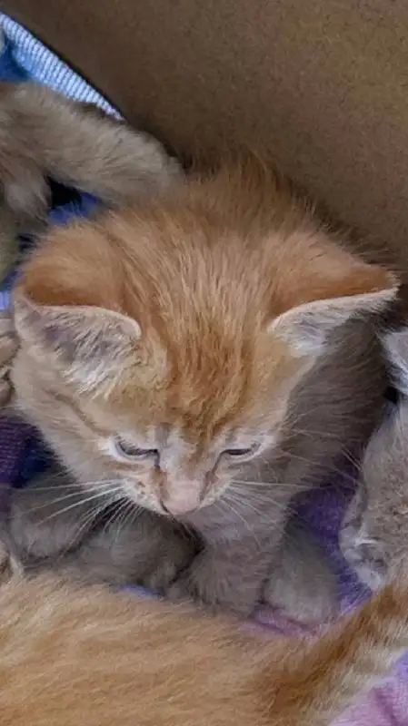 Срочно ищет дом рыжая голубоглазая девочка, 1,5 месяца - Кошки (Животные) в Саратов