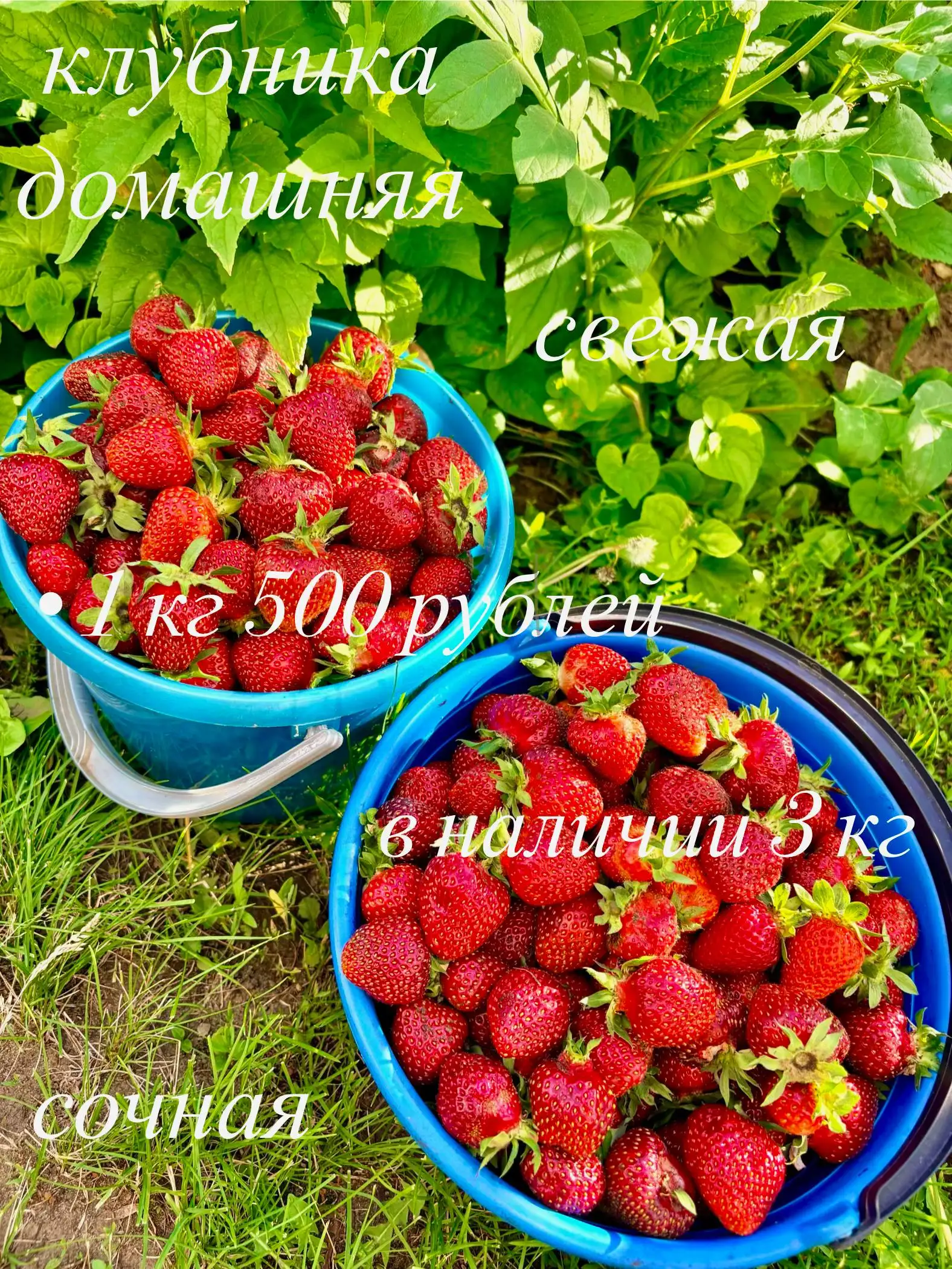 🍓 Клубника 500₽/кг - Ягоды (Продукты питания) в Саратов