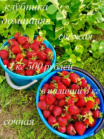 🍓 Клубника 500₽/кг - частное объявление в Саратов