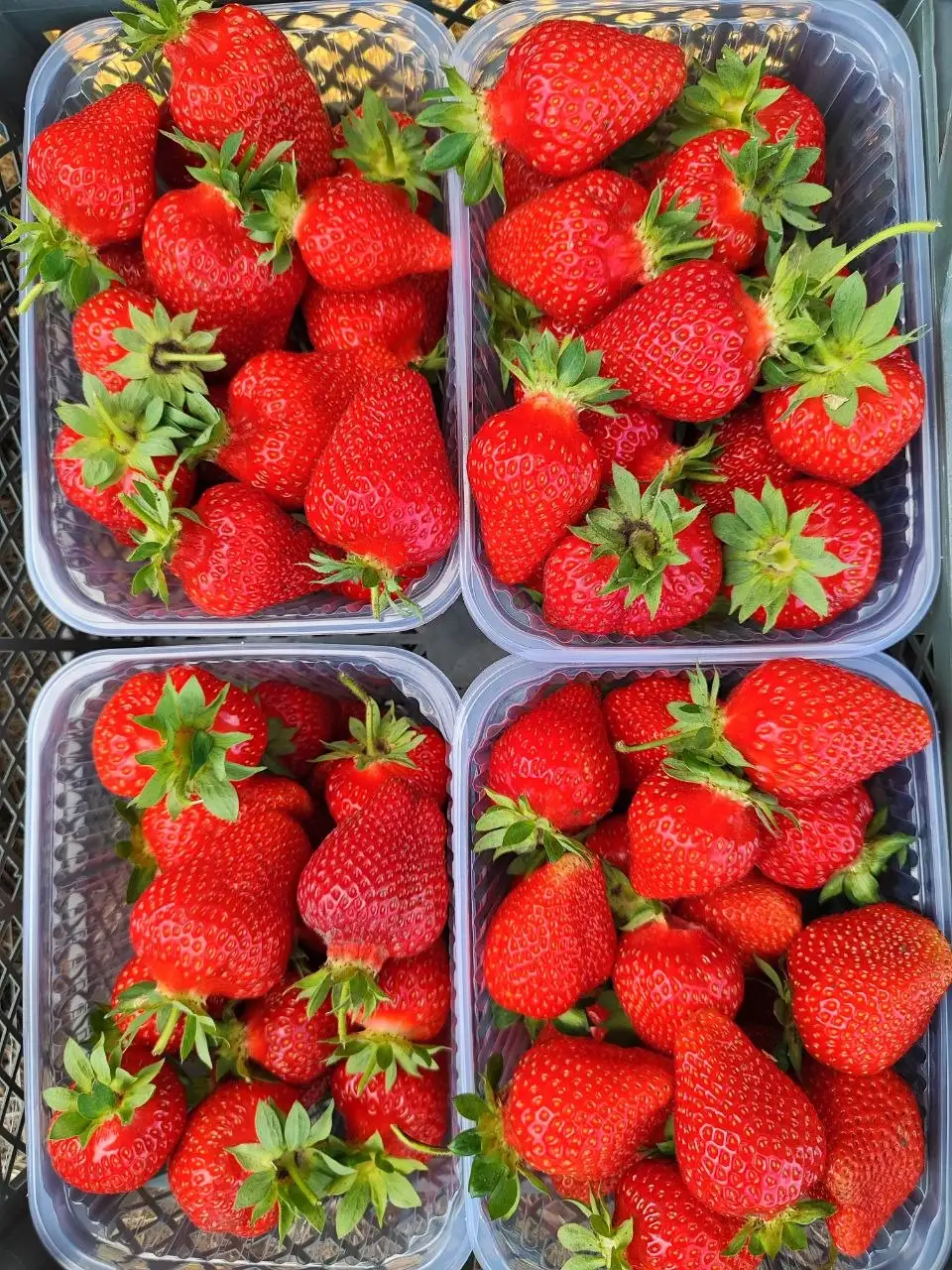 Продажа клубники свежей расфасованной - Фрукты, ягоды (Продукты) в Саратов