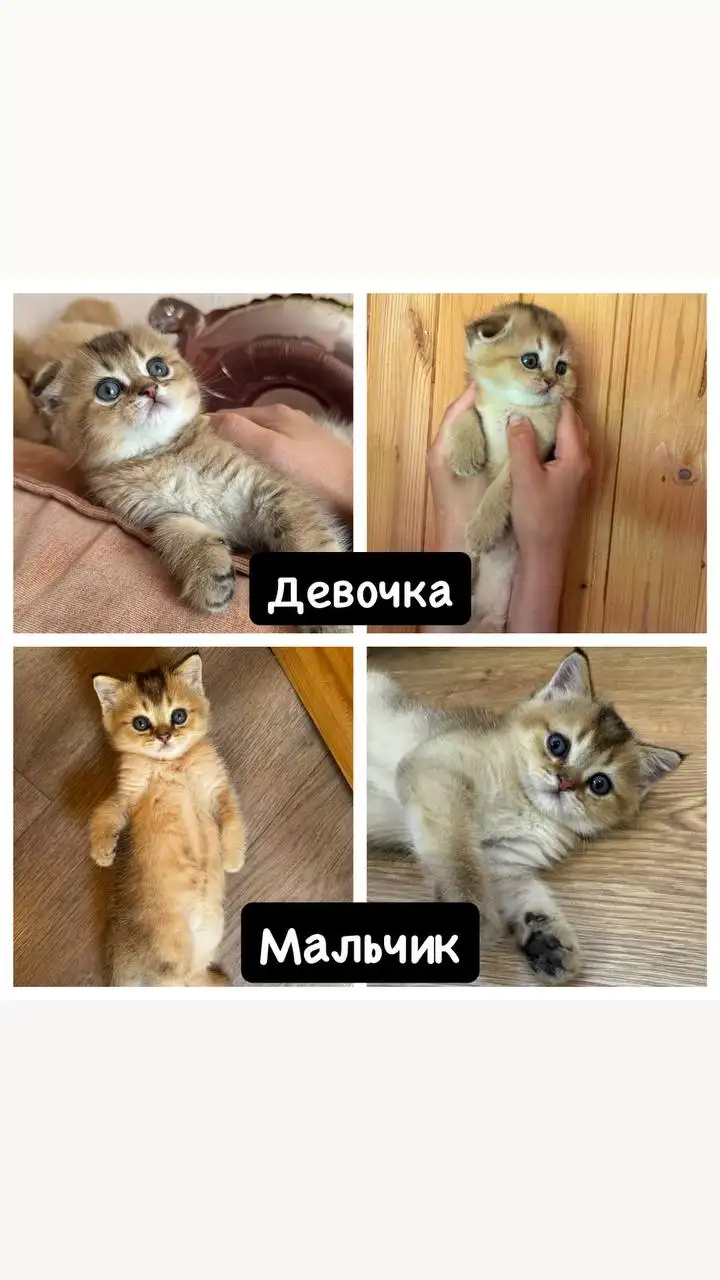 Продаются шотландские котята - Кошки (Животные) в Саратов