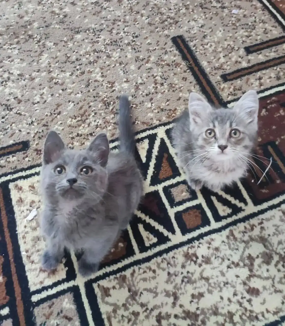 Отдам котят в добрые руки - Кошки (Животные) в Саратов