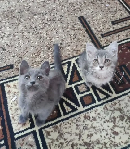 Отдам котят в добрые руки - частное объявление в Саратов