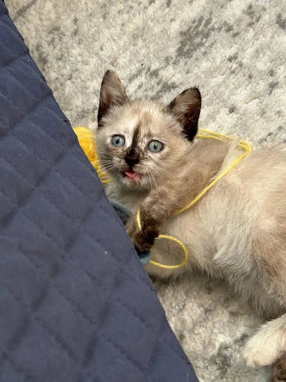 Котёнок Гав ищет дом - Кошки (Животные) в Саратов