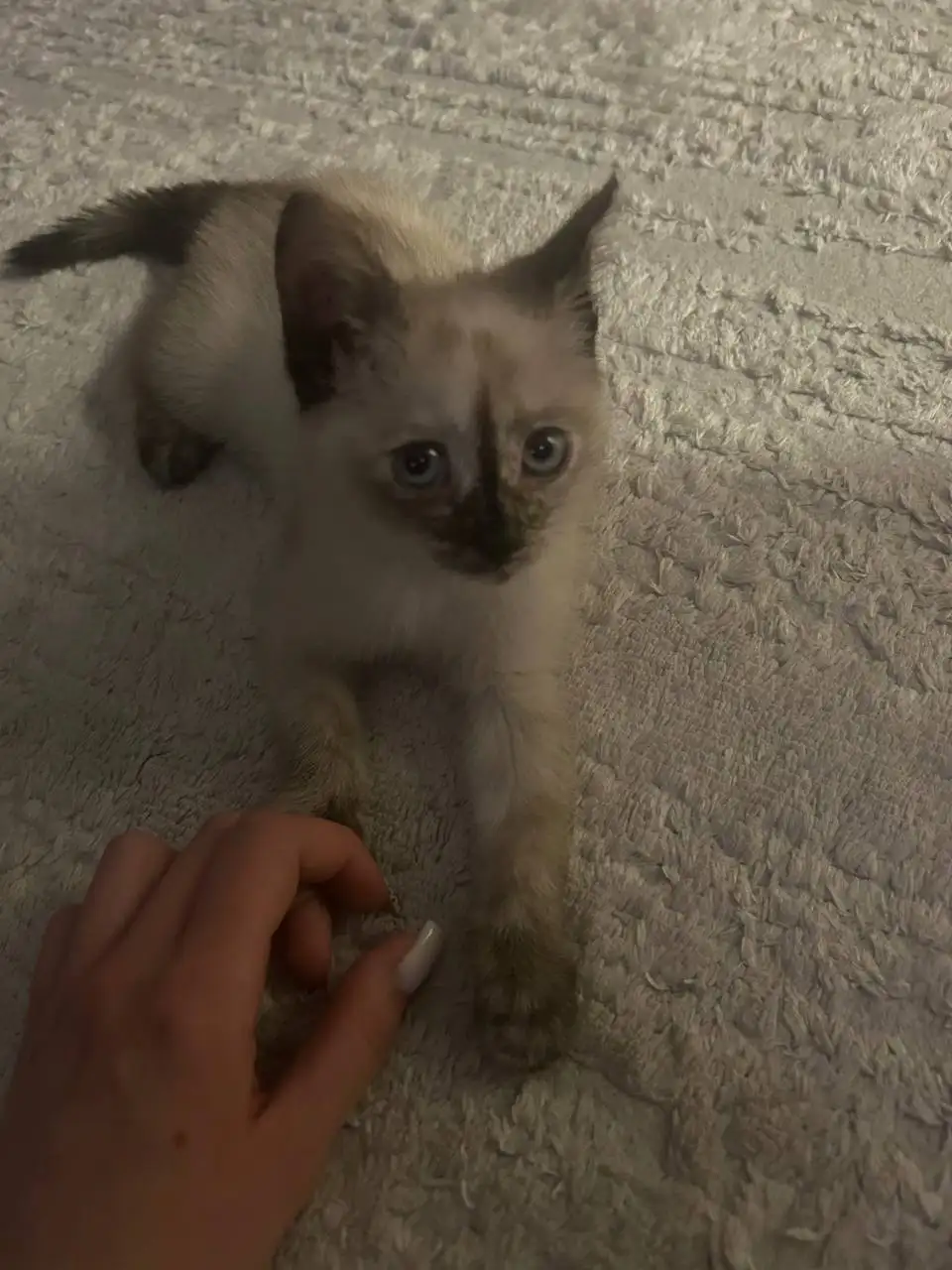 Котёнок Гав ищет дом - Кошки (Животные) в Саратов
