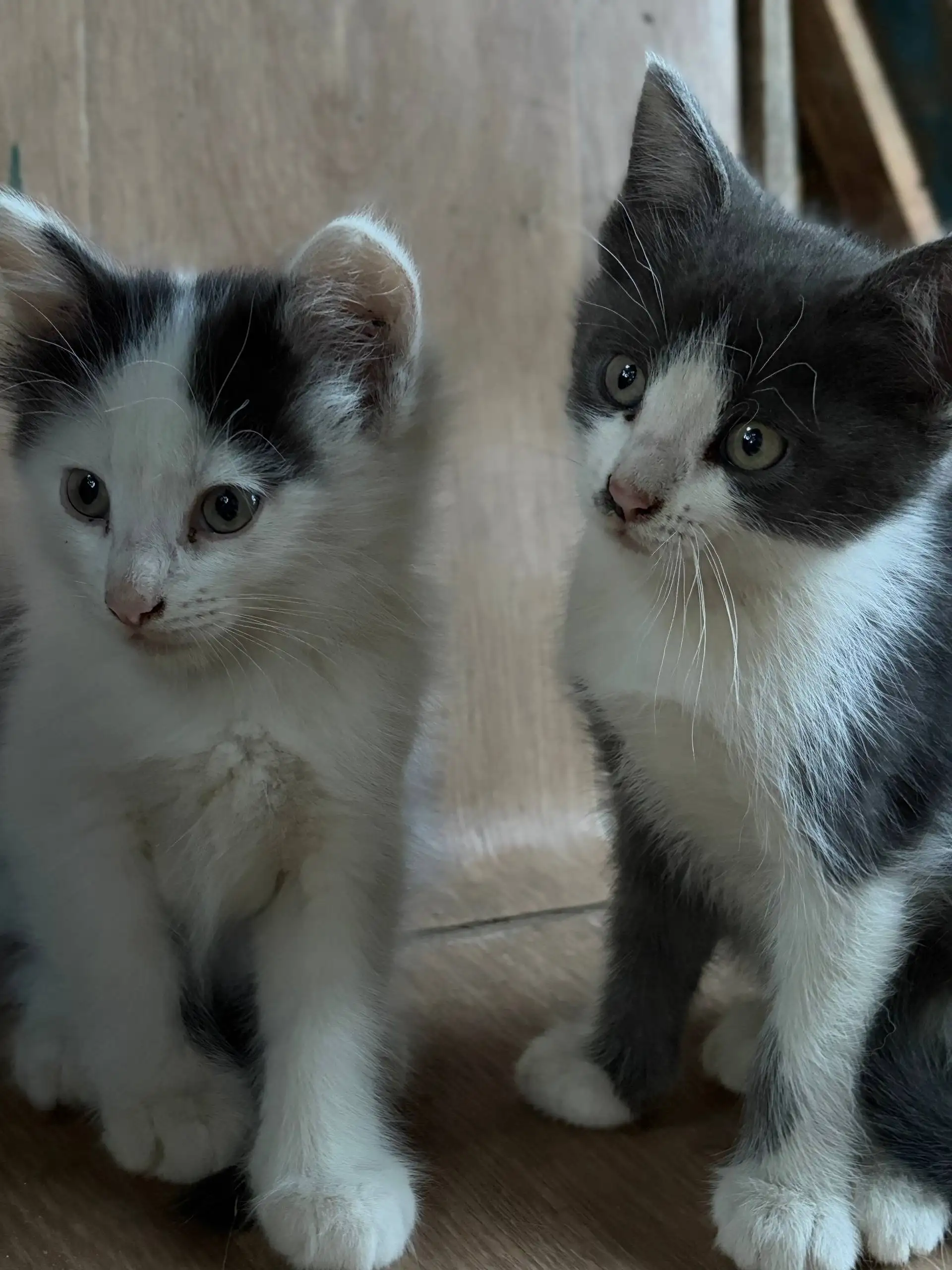 Котята ищут дом - Животные в Саратов