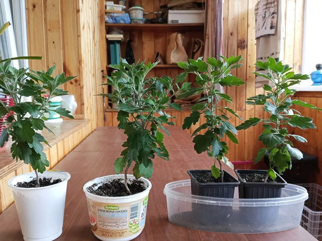 Хризантема мультифора по 100р пучок - Цветы (Для дома и дачи) в Саратов