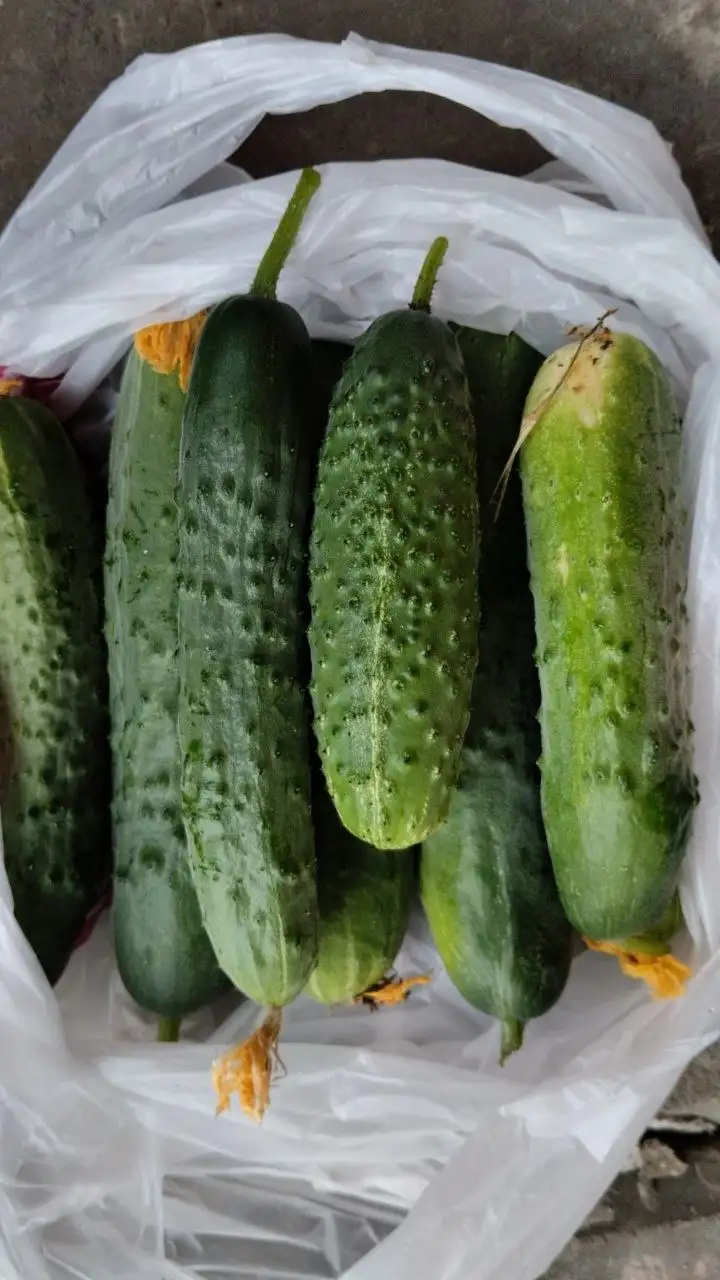 Малина и огурцы - Продукты (Барахолка) в Саратов